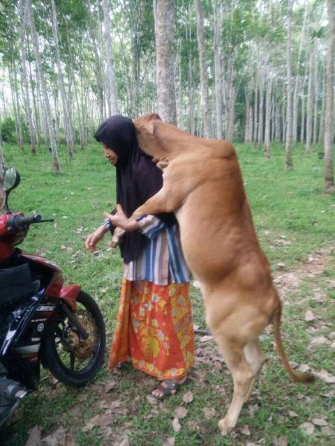 macam bela kucing, lembu bernama cik ah manja dengan tuan, siap peluk tuannya lagi